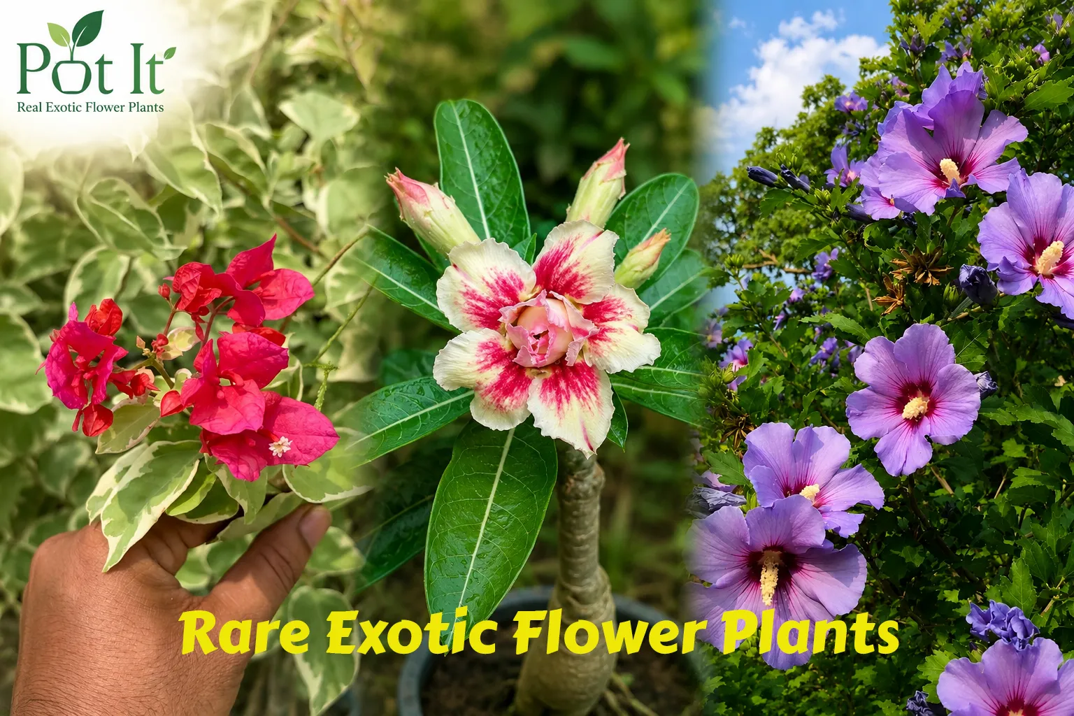 Premium Flowering Plants | Pot It Premium adenium flowering plants for home gardens