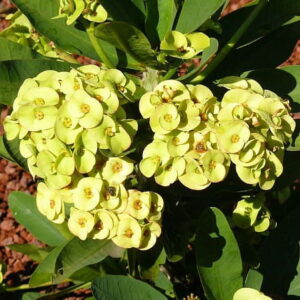 Yellow Euphorbia Mili Flower Plant Live Succulent Crown of Thorns Pack of 1