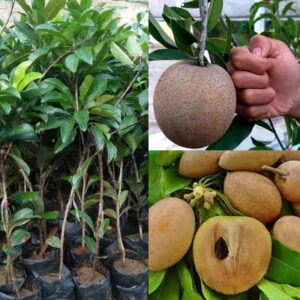 Healthy live Sapota plant with chikoo fruits and grafted fruit plant saplings