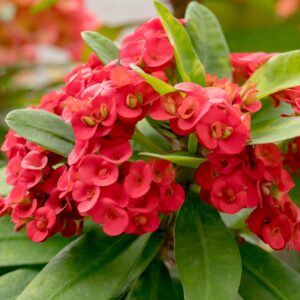 Euphorbia Mili Red Flower Plant Live Succulent Thorny Plant Pack of 1