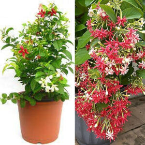 Madhumalati Plant / Rangoon Creeper 2ft Long Pack of 1