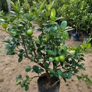 Healthy citrus lime nursery plant with green fruits
