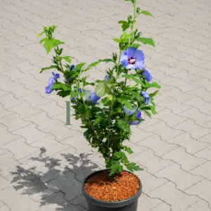Blue Hibiscus flowering plant growing in nursery pot