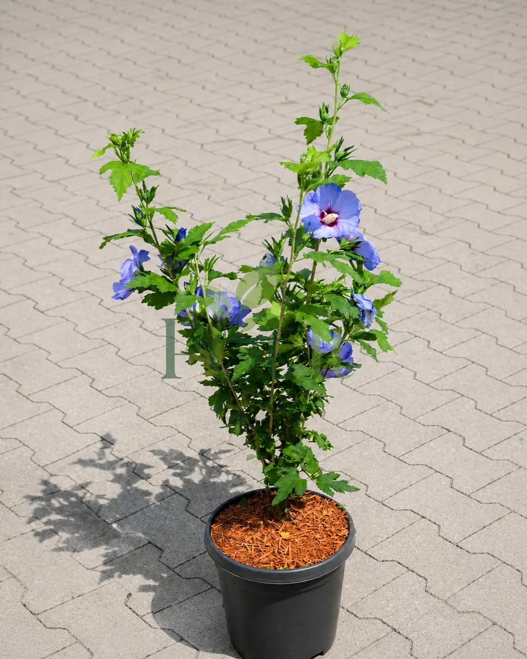 Blue Hibiscus flowering plant growing in nursery pot