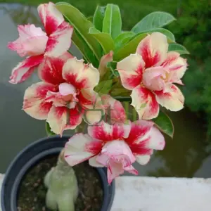 Grafted Adenium Desert Rose Double Petal Cream Red Flowering Plant with Multiple Blooms