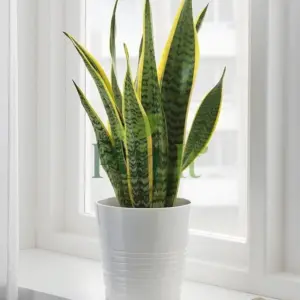 Snake plant in white pot placed near window for indoor home decor