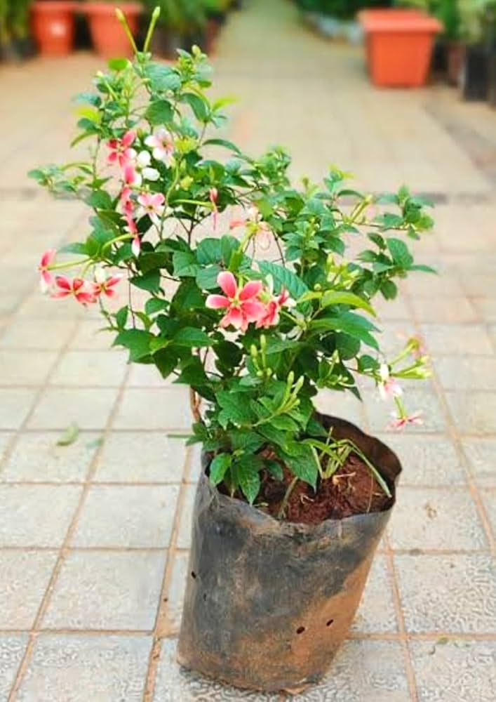 Madhumalati Plant / Rangoon Creeper 2ft Long Pack of 1 - Image 5