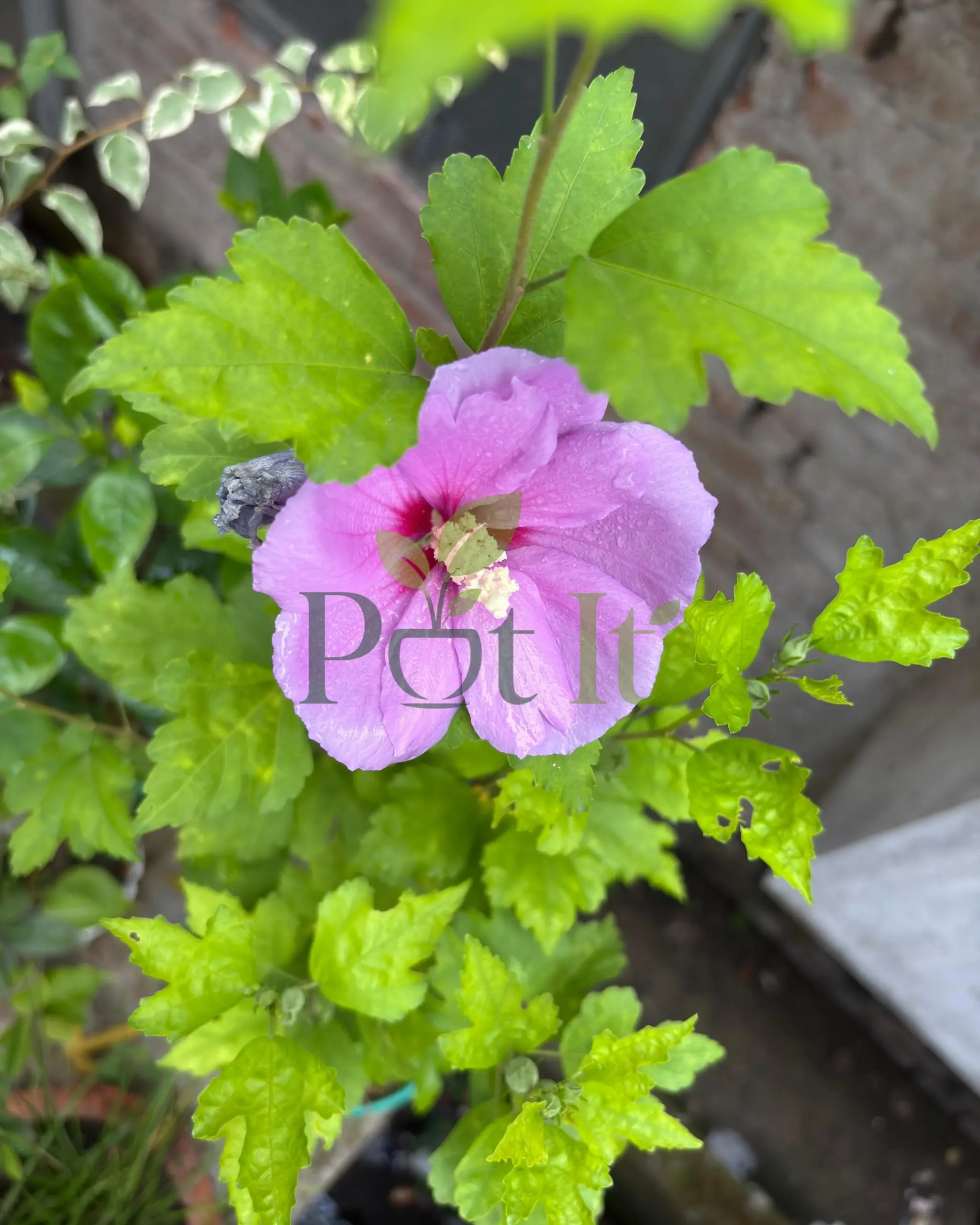 Close up of Blue Hibiscus flower bloom on healthy flowering plant