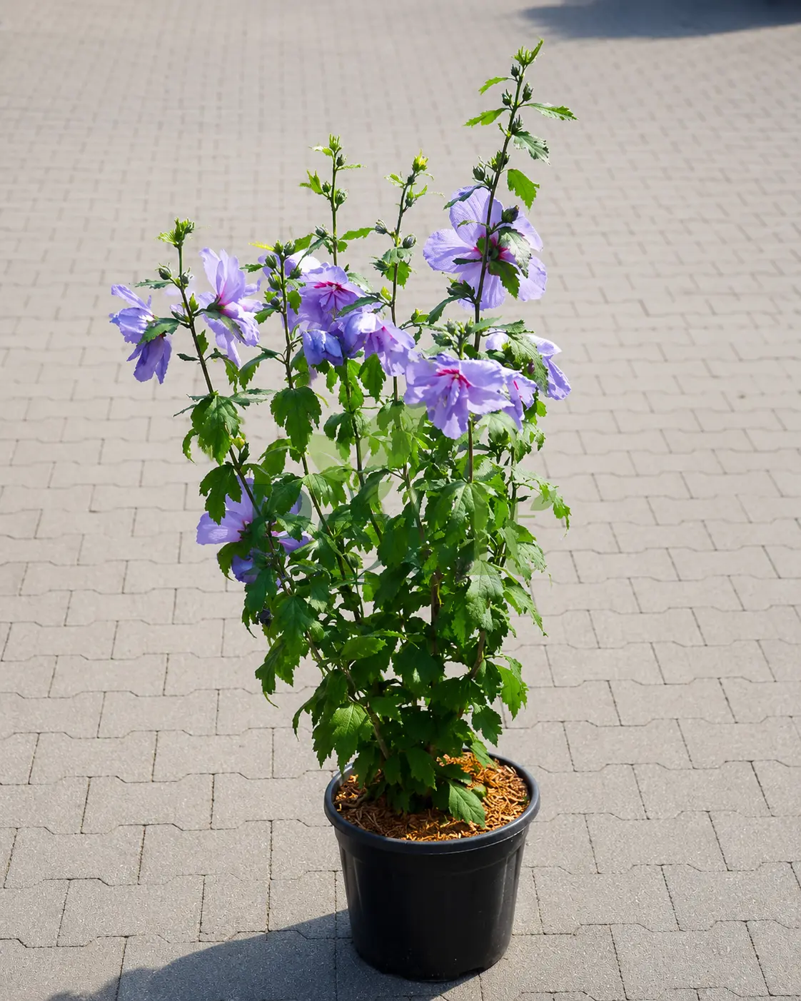 Blue Hibiscus flowering plant with multiple blooms in nursery pot