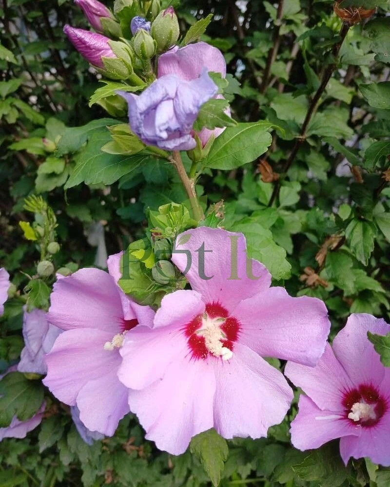 Blue Hibiscus flowers blooming on healthy flowering shrub