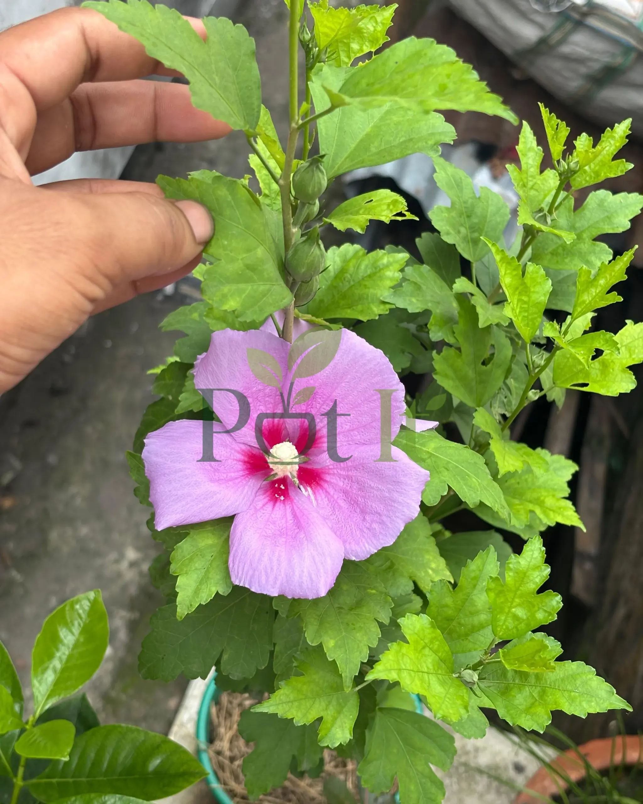 Blue Hibiscus flower with developing buds and healthy green leaves