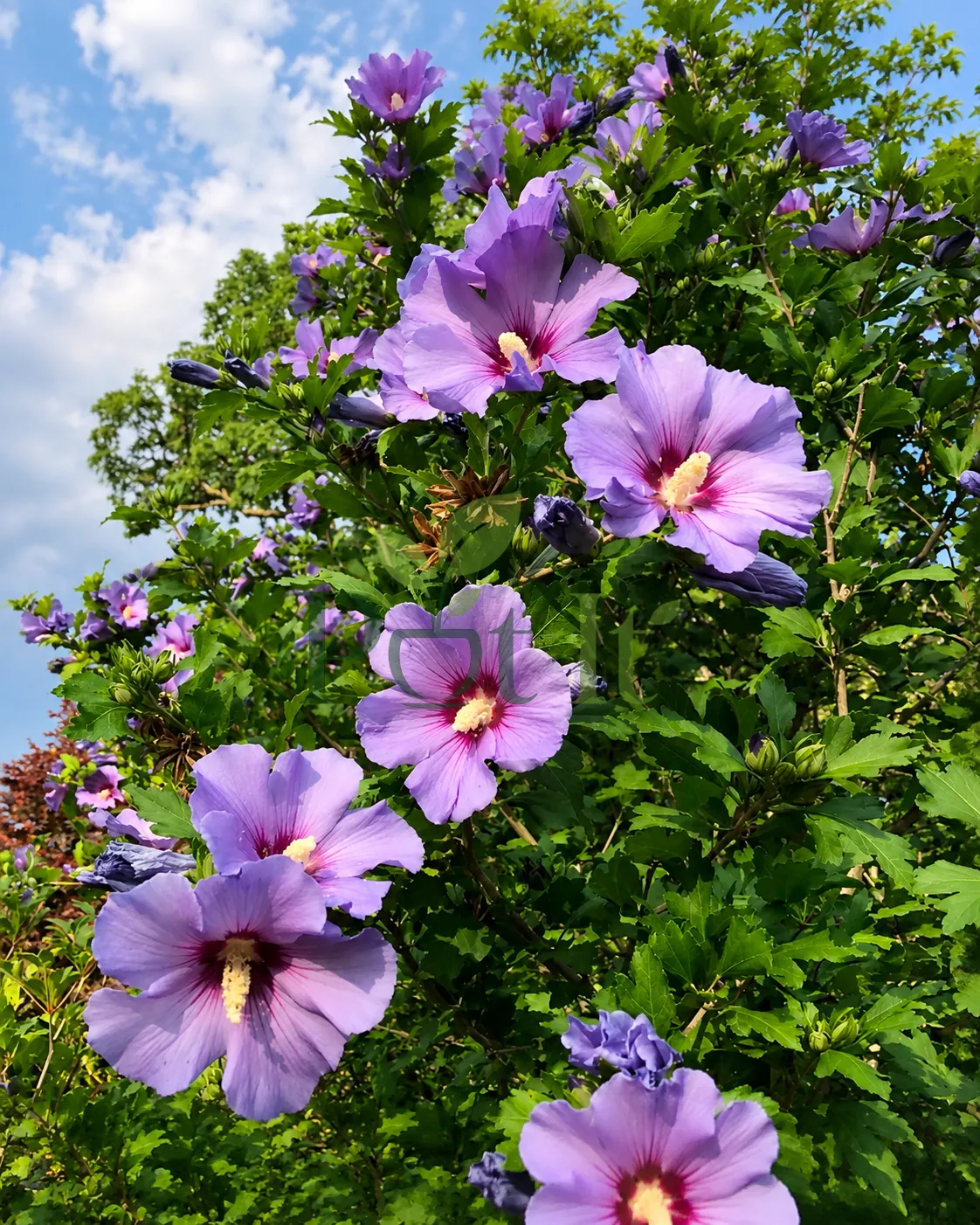 Blue Hibiscus flowers blooming on healthy ornamental shrub