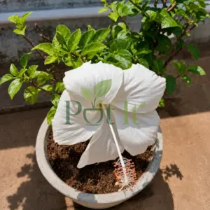 White Hibiscus Flower Live Plant blooming in pot with large pure white flower and green foliage