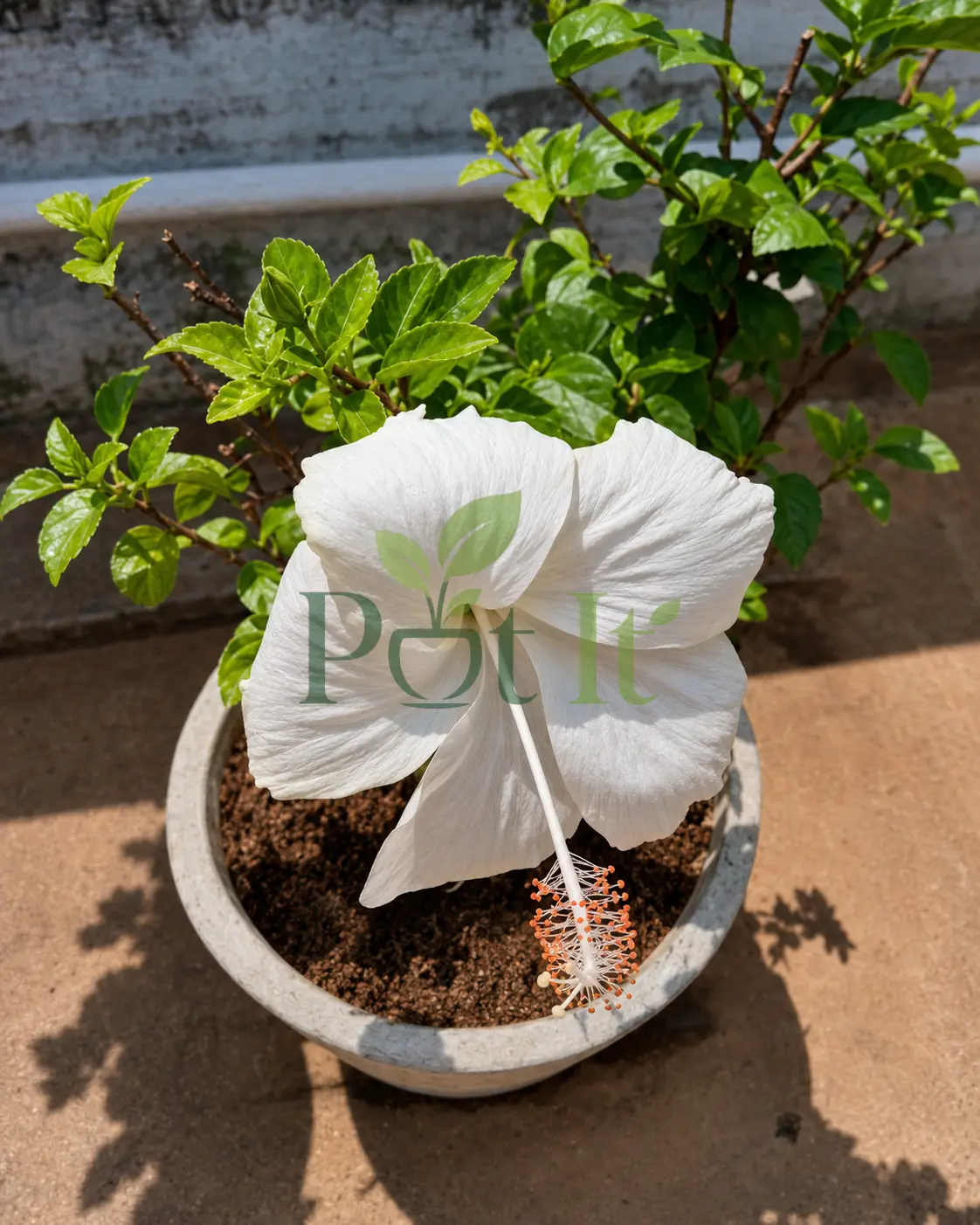 White Hibiscus Flower Live Plant blooming in pot with large pure white flower and green foliage