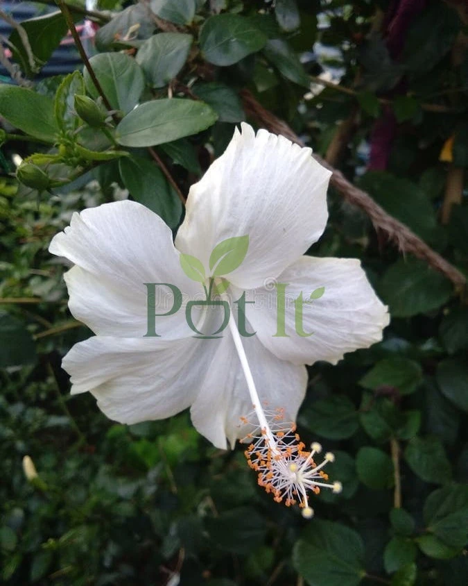 Close-up of a large white hibiscus flower blooming on a healthy White Joba plant
