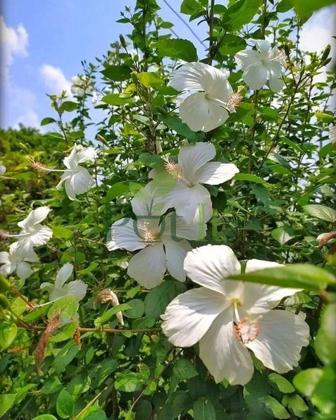 White hibiscus flowering shrub covered with multiple white flowers blooming in a garden