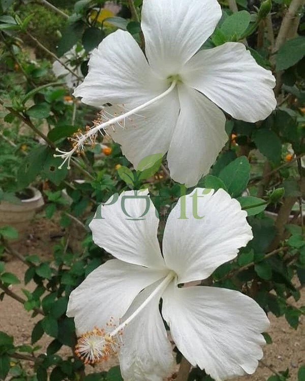 Two white hibiscus flowers blooming on a healthy White Hibiscus plant with green foliage