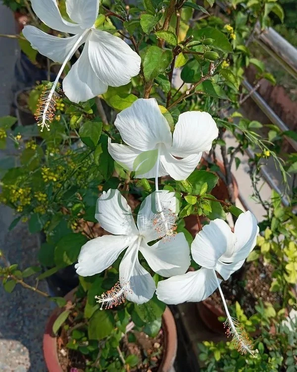 Multiple white hibiscus flowers blooming on a healthy White Hibiscus plant in a garden pot