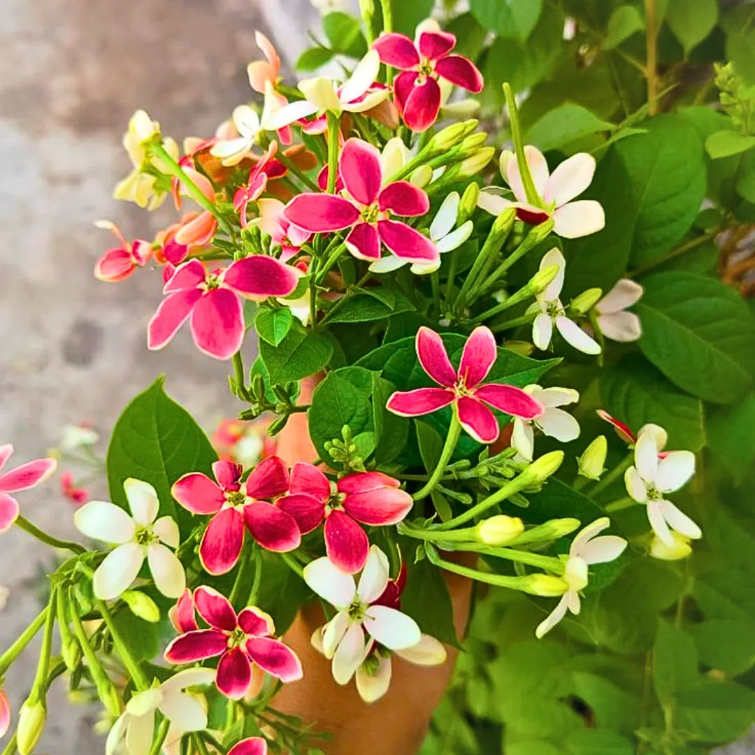 Madhumalati Plant / Rangoon Creeper 2ft Long Pack of 1 - Image 3