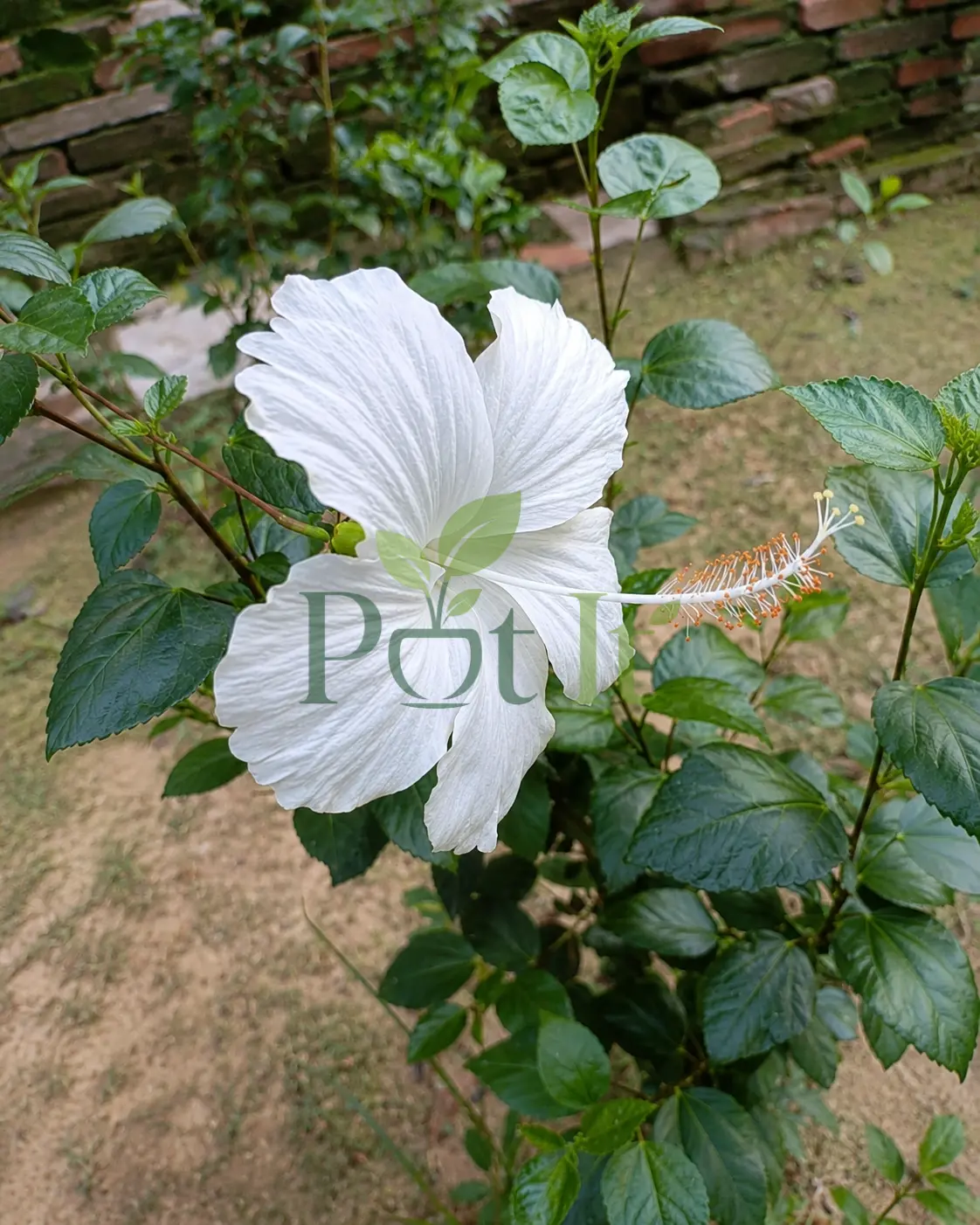 Close-up of a pure white hibiscus flower blooming on a healthy White Hibiscus plant with green leaves