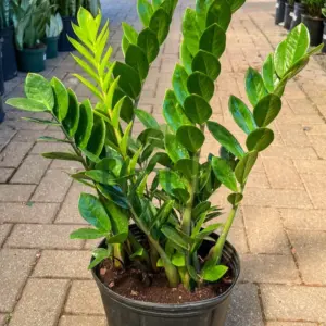 ZZ Plant growing in a black nursery pot with fresh green foliage and new growth