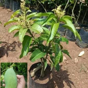 All time mango grafted live plant with flowers and developing fruits