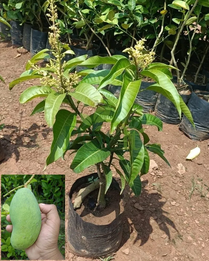 All time mango grafted live plant with flowers and developing fruits