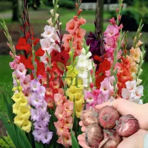 Pink and white gladiolus flowers blooming on tall spikes in garden