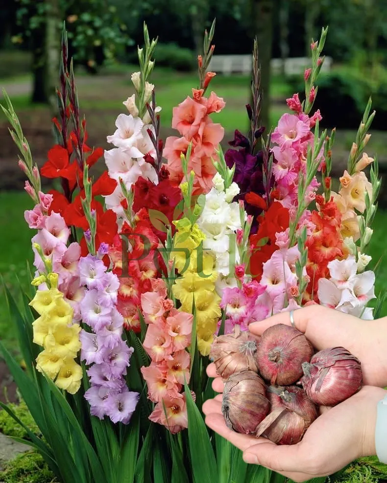 Pink and white gladiolus flowers blooming on tall spikes in garden