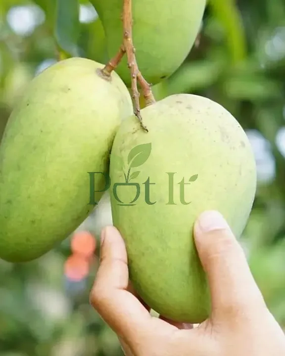 Fresh all time mango fruits growing on mango tree branch