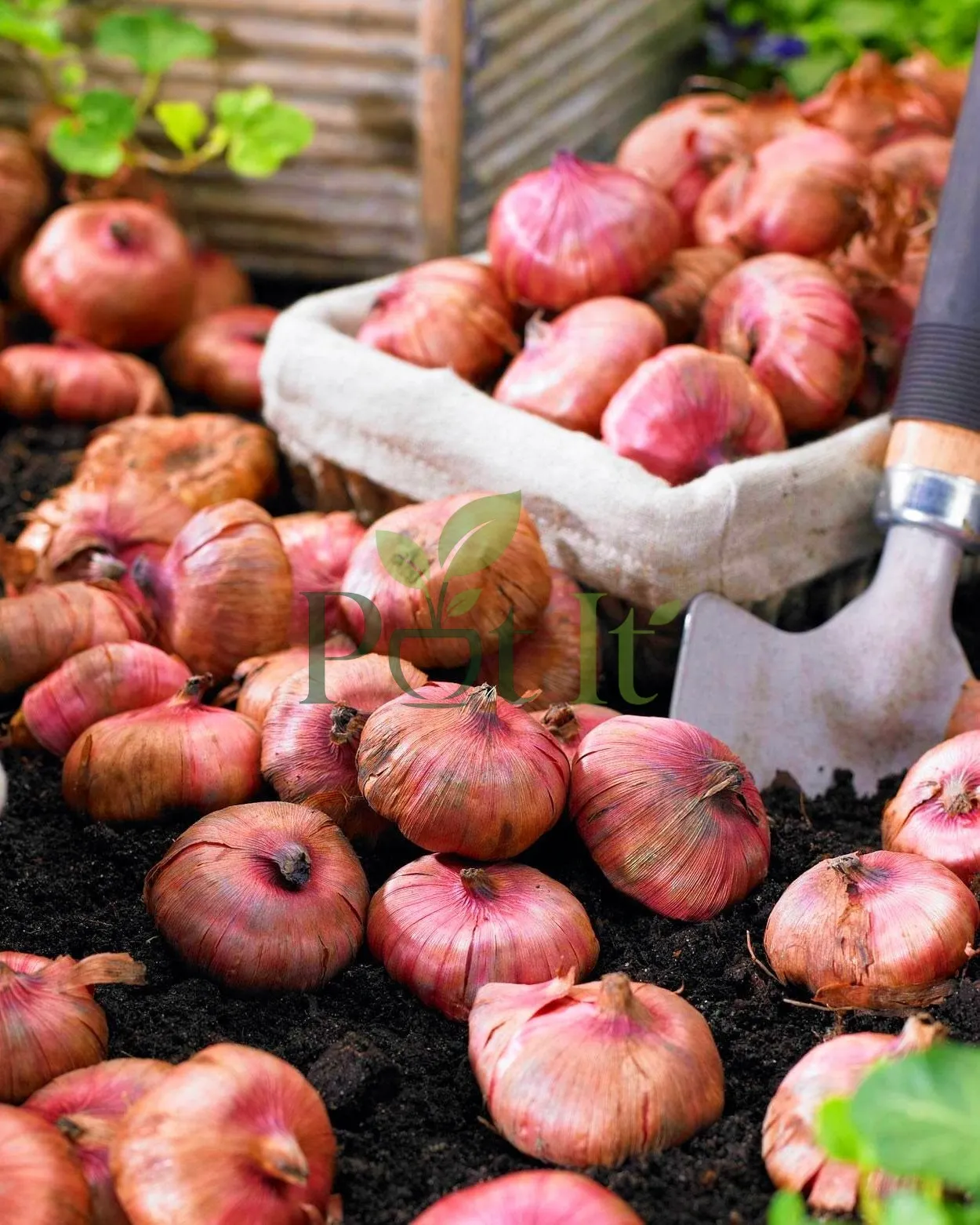 Healthy gladiolus flower bulbs ready for planting in garden soil