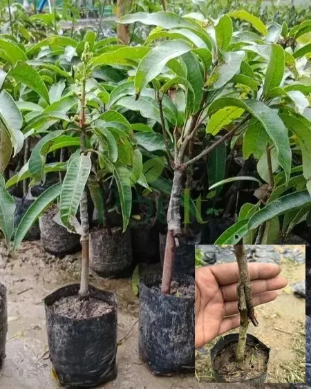 Healthy grafted all time mango saplings in nursery bags