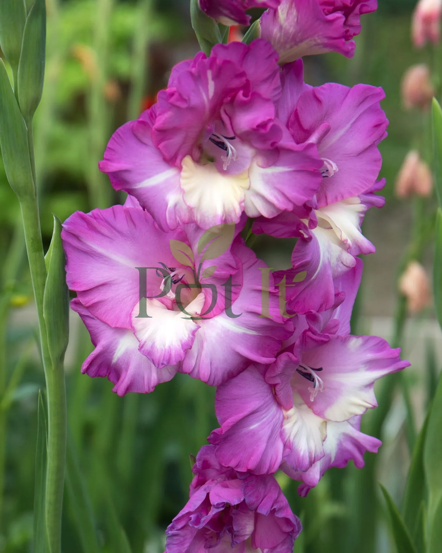 Hand planting gladiolus bulbs in prepared garden bed