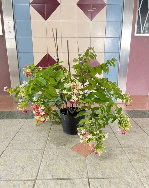 Madhumalati Plant / Rangoon Creeper 2ft Long Pack of 1 - Image 2