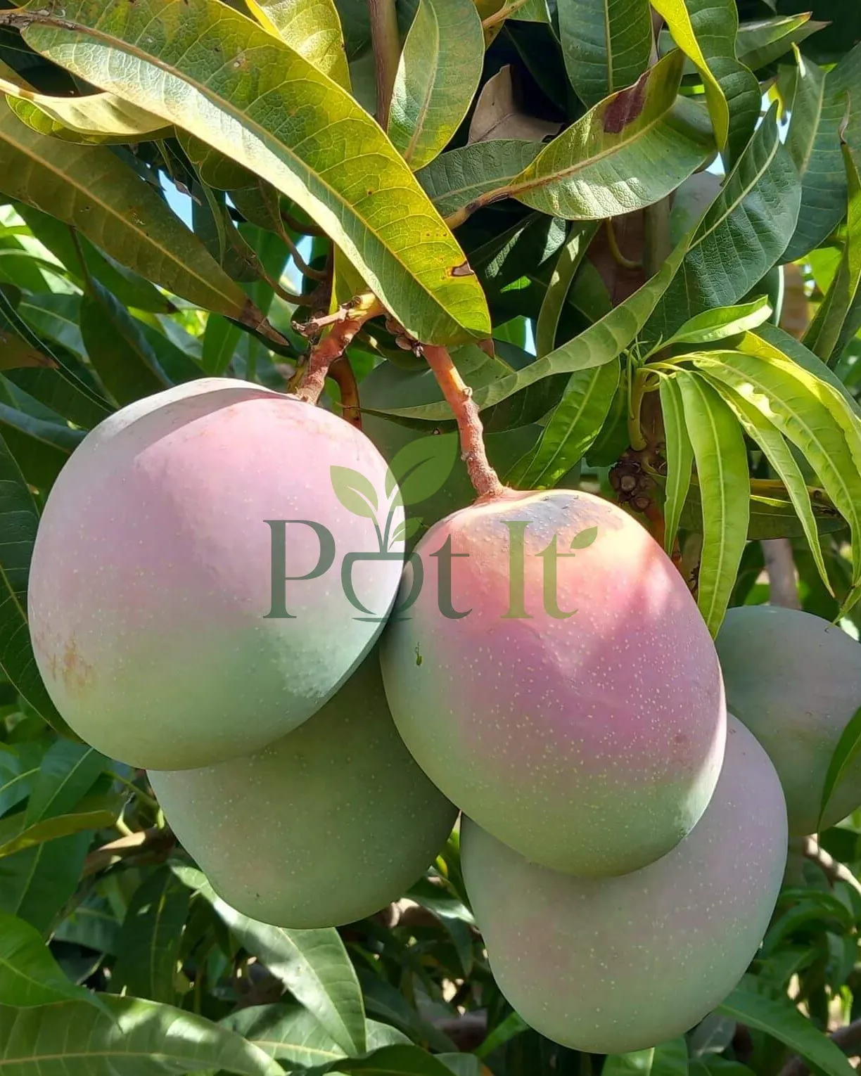 Cluster of all time mango fruits hanging on tree