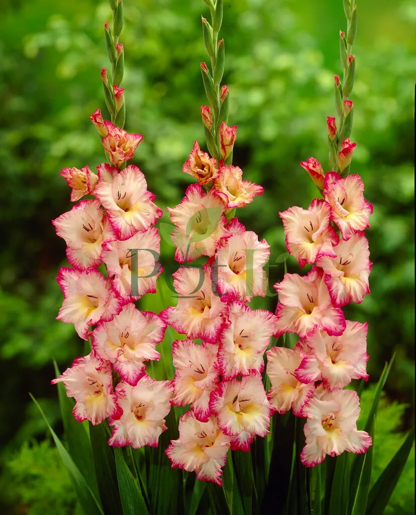 Purple gladiolus flowers blooming on tall stems in garden