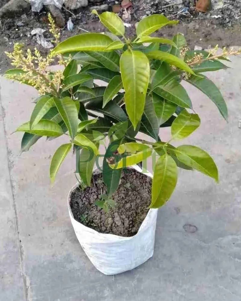 All time mango plant showing flower panicles and healthy foliage