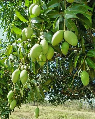 All time mango tree bearing multiple green mango fruits