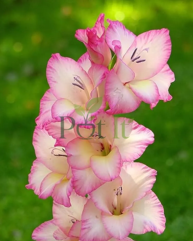 Freshly harvested gladiolus bulbs arranged near gardening tools