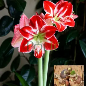 Red single petal amaryllis lily flowers blooming in garden from bulb