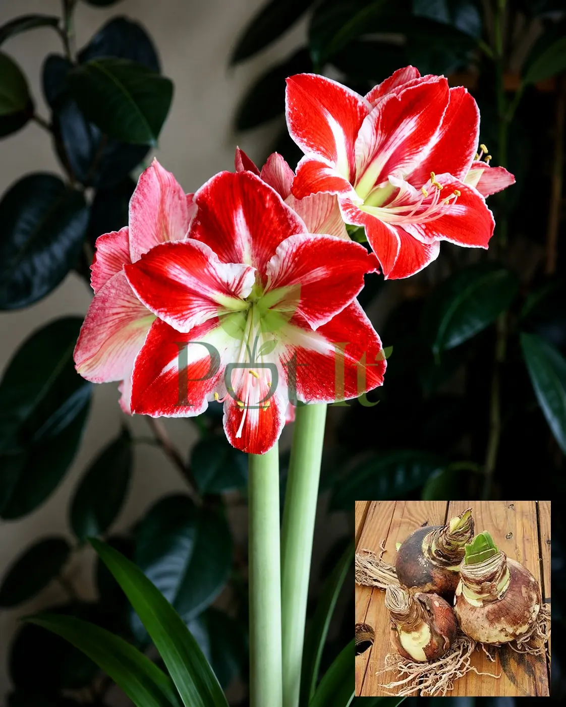 Red single petal amaryllis lily flowers blooming in garden from bulb