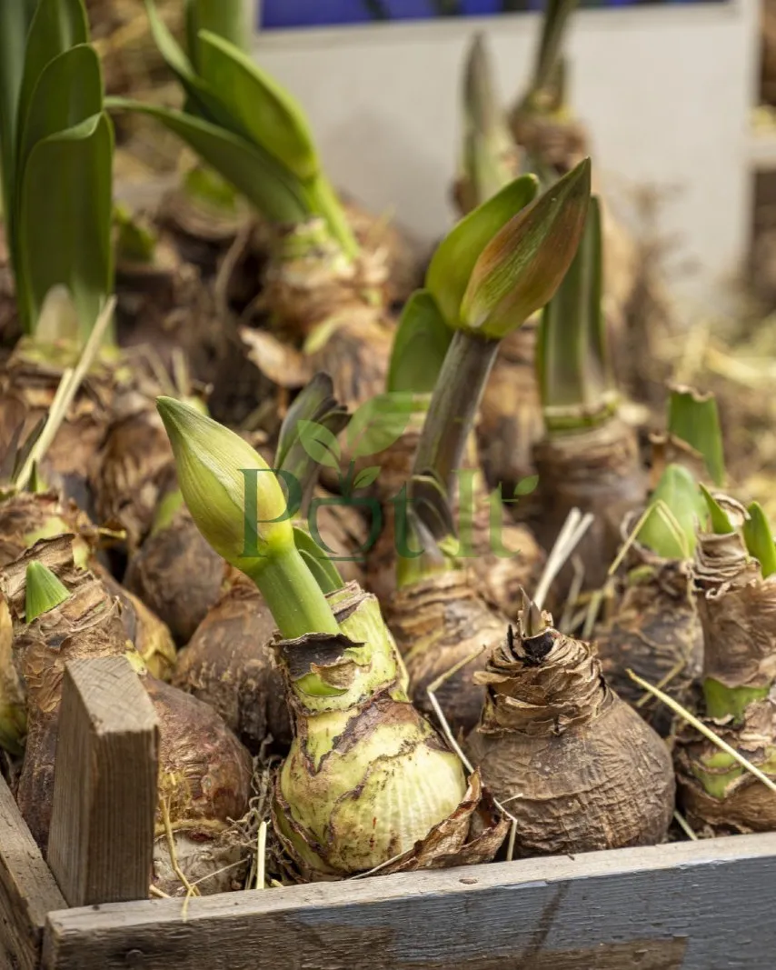 Healthy single petal amaryllis lily bulb with new green shoot emerging for flowering