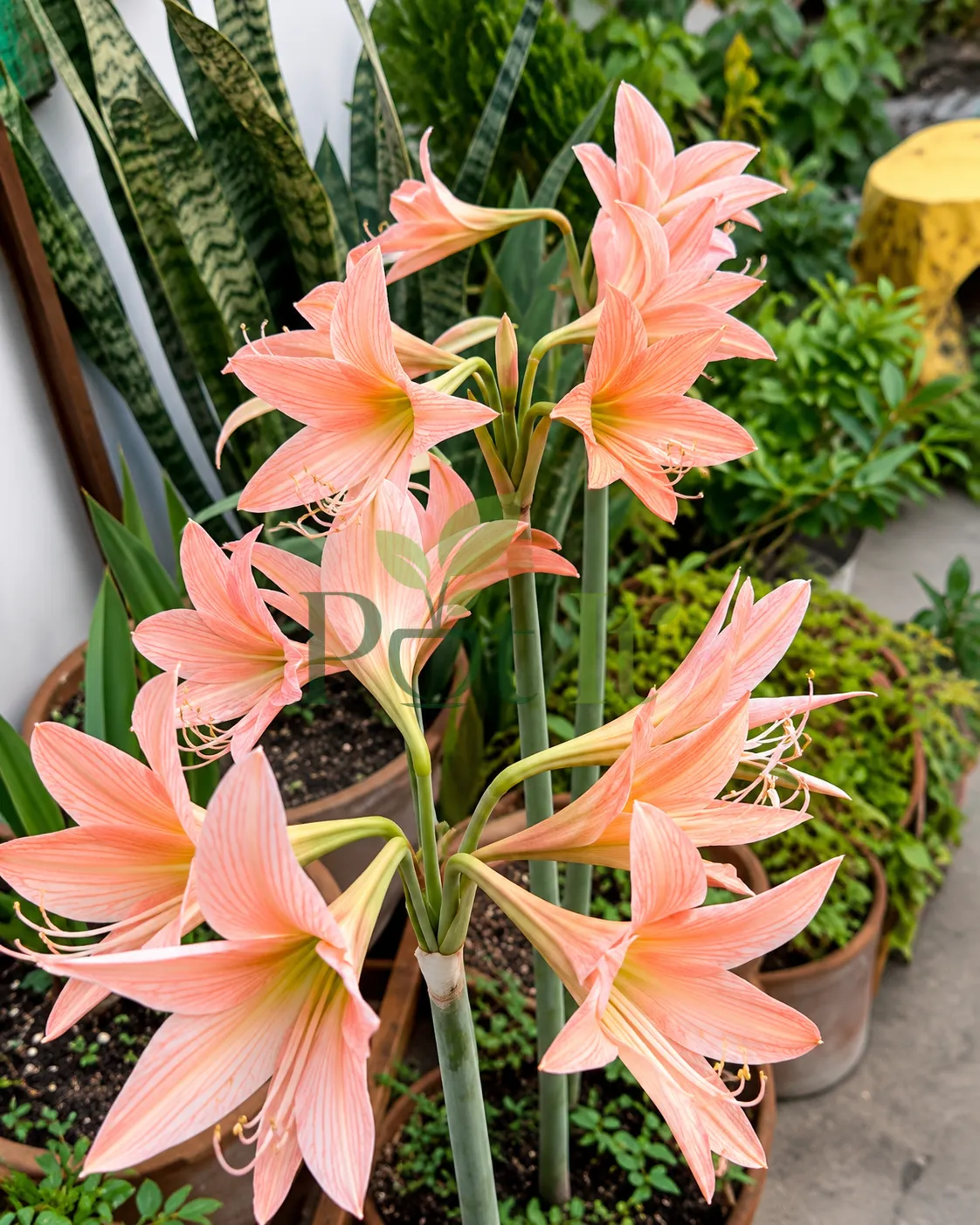 Peach colored single petal amaryllis lily flowers blooming in a garden pot