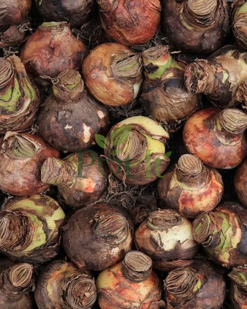 Healthy single petal amaryllis lily bulbs ready for planting and flowering