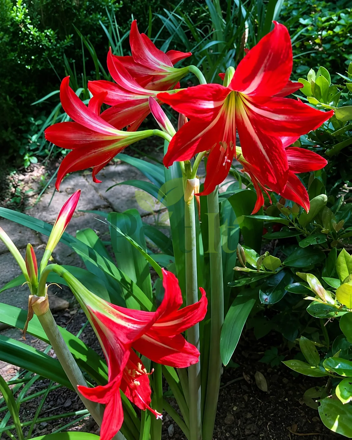 Bright red single petal amaryllis lily flowers blooming in a garden with green foliage