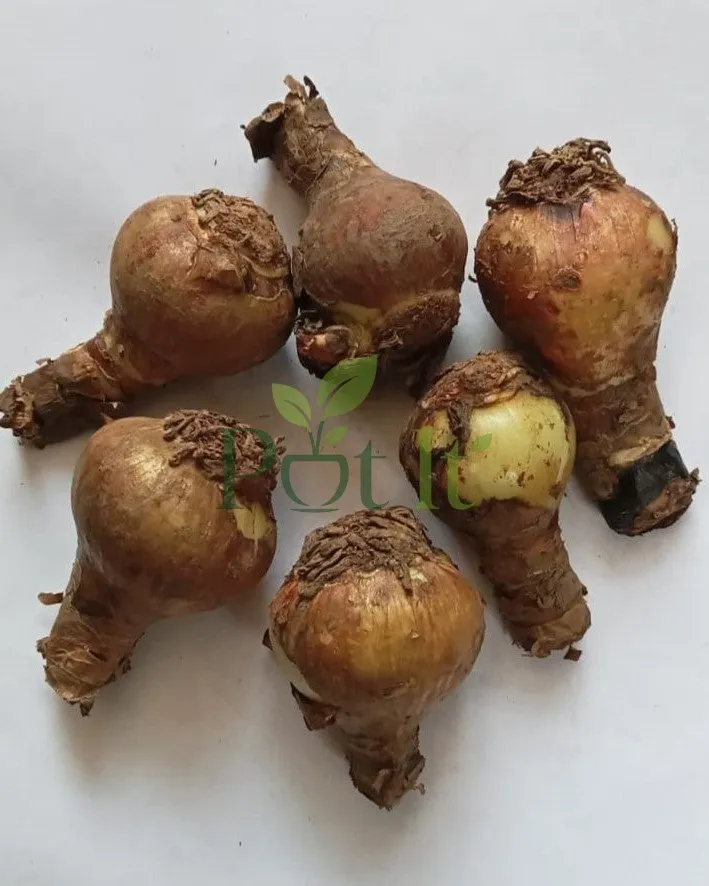 Healthy single petal amaryllis lily bulbs ready for planting and seasonal flowering