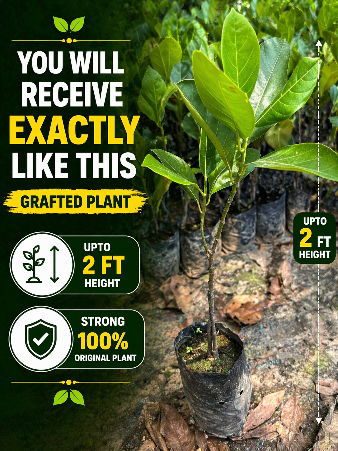 Healthy grafted Red Jackfruit plant up to 2 feet height in nursery grow bag