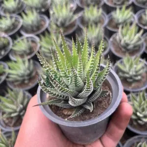 Haworthia zebra succulent plant in small nursery pot held in hand