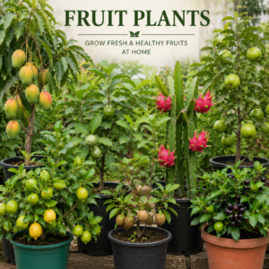 Fruits Plants