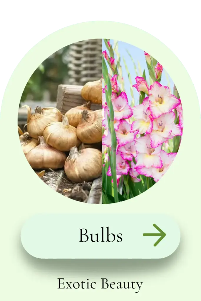 Flower bulbs and gladiolus plants category card